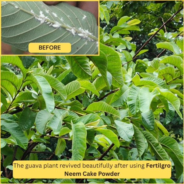 Neem Cake Powder Images